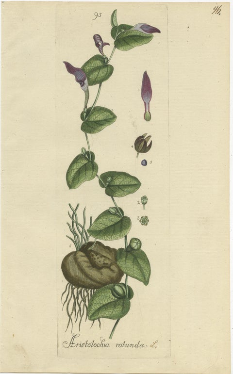 Set of 5 Antique Botany Prints, Aristolochia Species, view 3