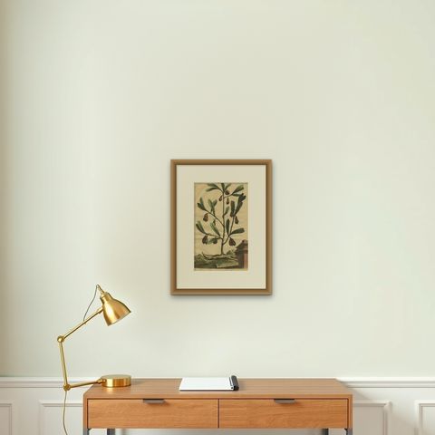 Botanical Illustration of Cardamom Plant (Cardamomum majus arborescens) , 1696, shown framed on a wall, true to size