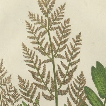 Interrupted Club Moss, Marsh Club Moss and Alpine Club Moss, Botanicals of 1873, close-up 1