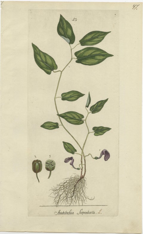 Set of 5 Antique Botany Prints, Aristolochia Species, view 4