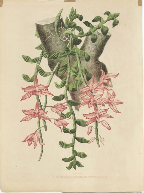 Orchid Elegance: Huge Exquisite Chromolithograph of the Dutch Colonial Era, 1854, view 2