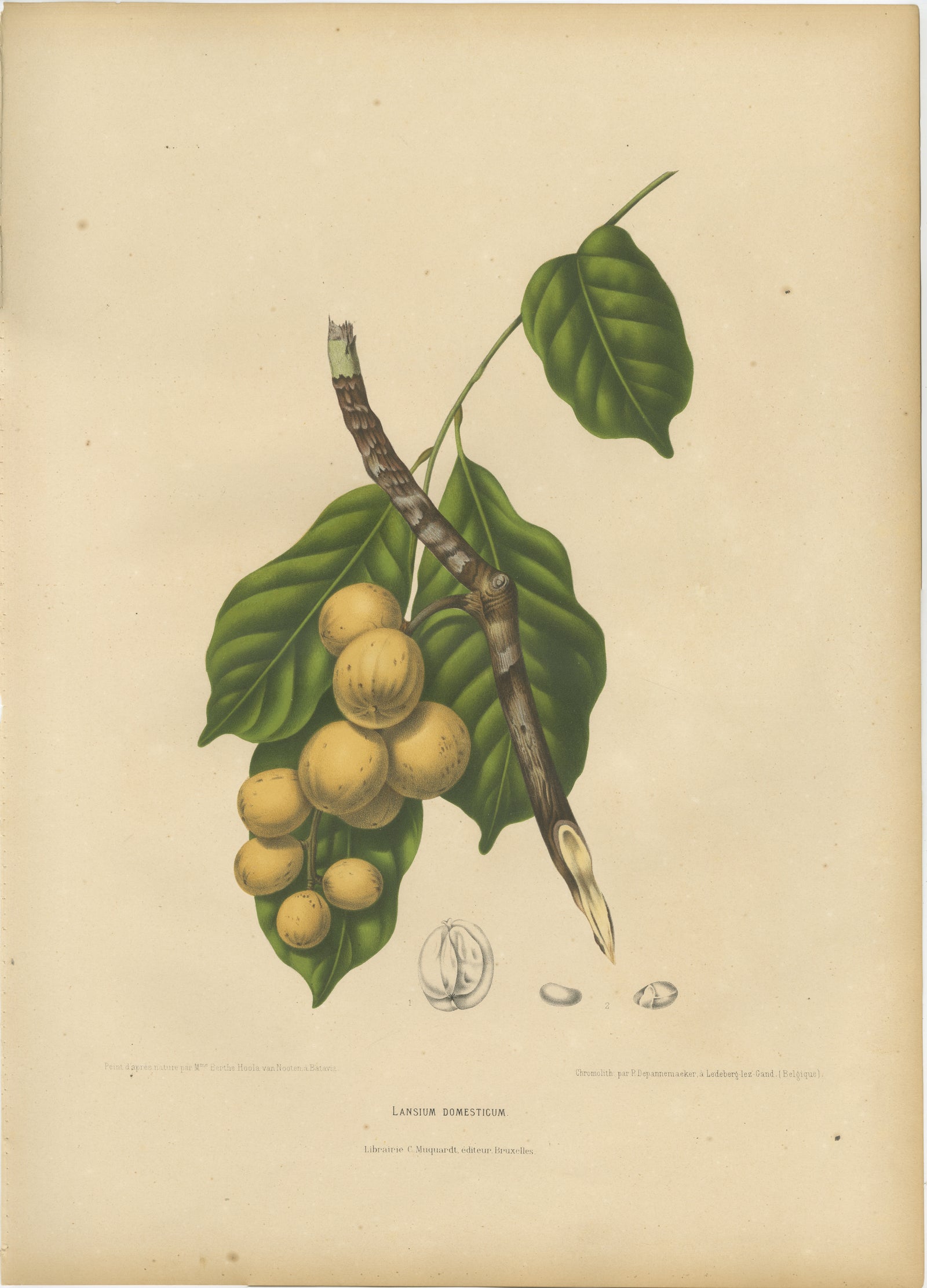 Original Antique Botanical Chromolithograph of the Asian Fruit Langsat, c.1880
