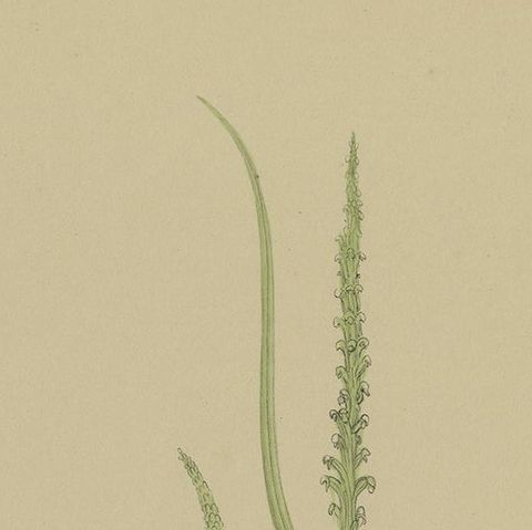 Antique Botany Print of the Slender Onion-Orchid & Common Onion Orchid, '1884', close-up 1