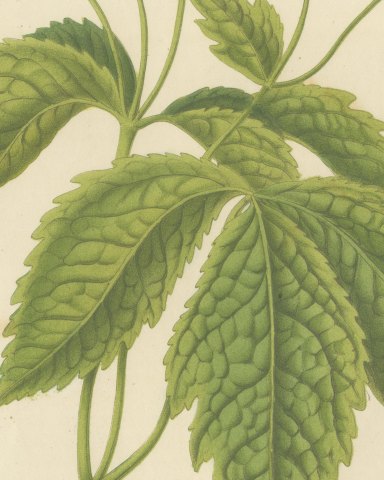 Chelidonium Japonicum, Yellow Flowered Poppy Chromolithograph, 1859, close-up 1