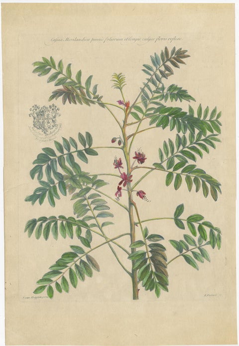 Set, Cassia Barbadensis & Marilandica, Botanical Prints by John Martyn c.1728, view 3