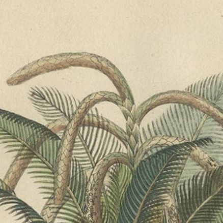 19th Century Sago Palm Tree Antique Engraving Original Handcoloring, 1845, close-up 2