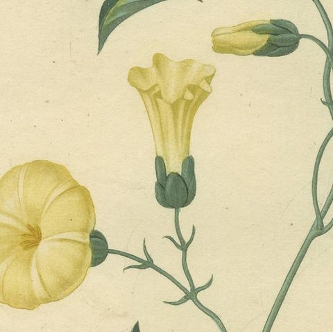 Antique Botanical Print of Convolvulus Scammonia, or Scammony, ca.1821, close-up 3