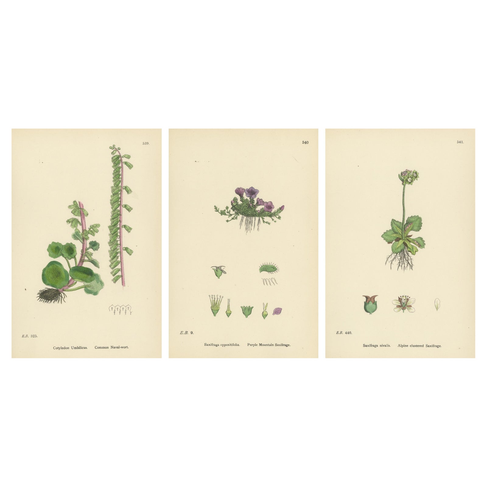 Hand-Colored Botanical Engravings of Naval-wort and Mountain Saxifrages, 1902