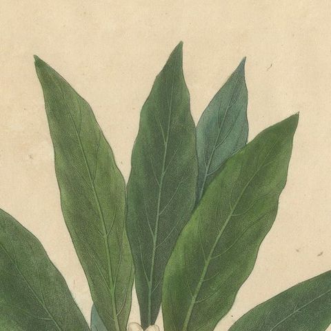 Antique Bay Laurel Botanical Print, Laurus Nobilis, Hand Colored, c.1831, close-up 4