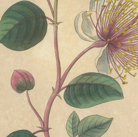 Antique Caper Botanical Print, Capparis Spinosa, Hand Colored, c.1831, close-up 5