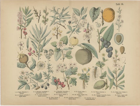 German Botanical Plates, Exotic Plants & Fruit Trees, Stuttgart c.1890, view 5