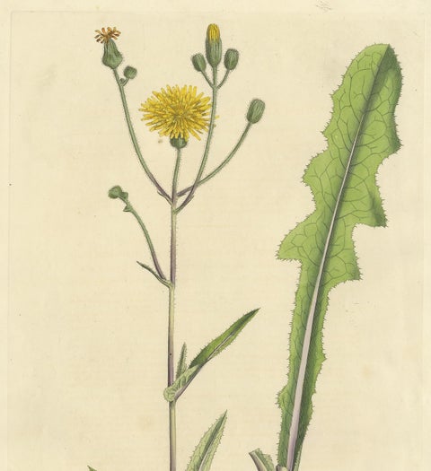 Antique Botany Print of the Sonchus Arvensis by Curtis, circa 1817, view 3