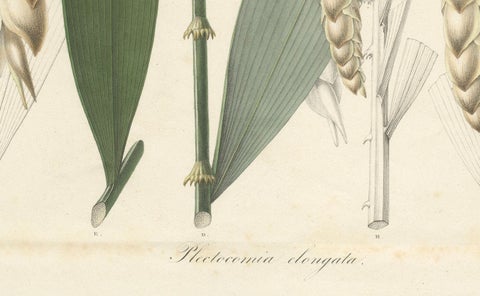 Large Original Antique Botanical Illustration of the Plectocomia Elongata, c1860, close-up 2