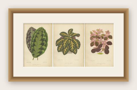 Vibrant Botanicals: A Study of Leaf Patterns and Colors, Published in 1880, shown framed