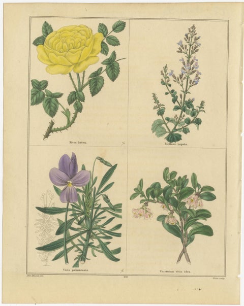 Pair of Hand-Colored Victorian Botanical Prints by B. Maund 1836, view 3