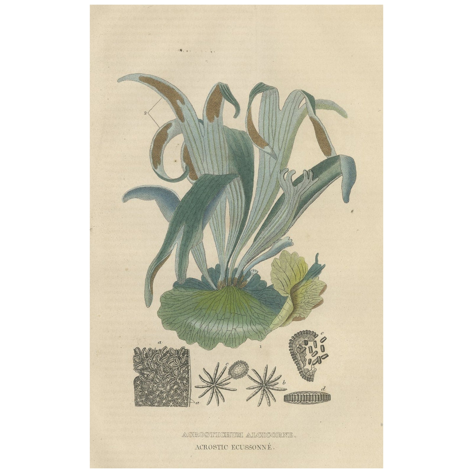 The Golden Leather Fern, An Antique Masterpiece of Botanical Illustration, 1845