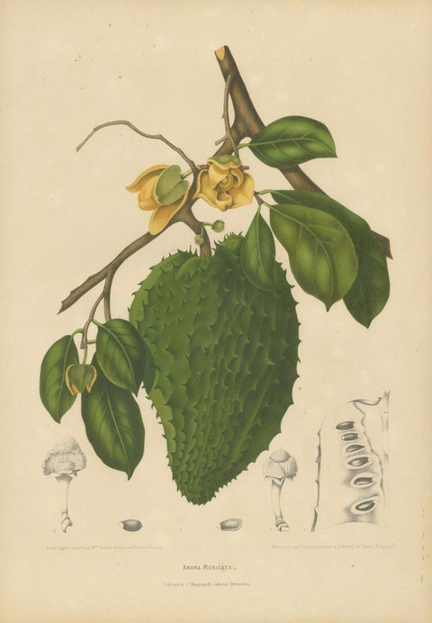 Antique Soursop Botanical Chromolithograph by Hoola van Nooten, c. 1880, close-up 1