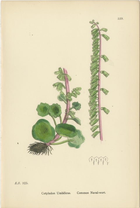 Hand-Colored Botanical Engravings of Naval-wort and Mountain Saxifrages, 1902, view 2