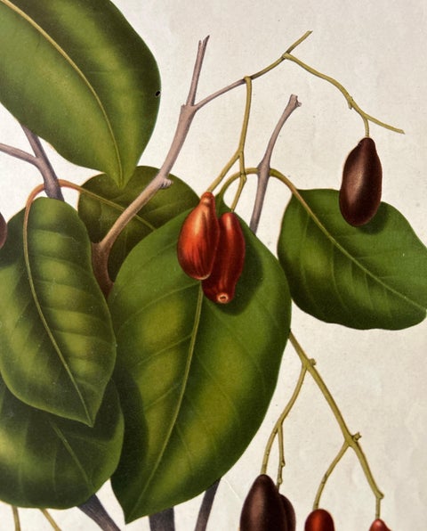 Sizygium Jambolanum, Java Plum Botanical Lithograph c.1863, view 3