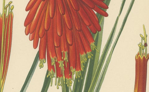 1897 Chromolithograph of the Flame Flower from Step's Botanical Collection, close-up 3