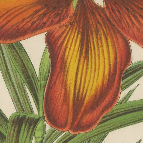 Exquisite Hand-Colored Botanical Print of a Siberian Lily (Lilium Pensylvanicum), close-up 6