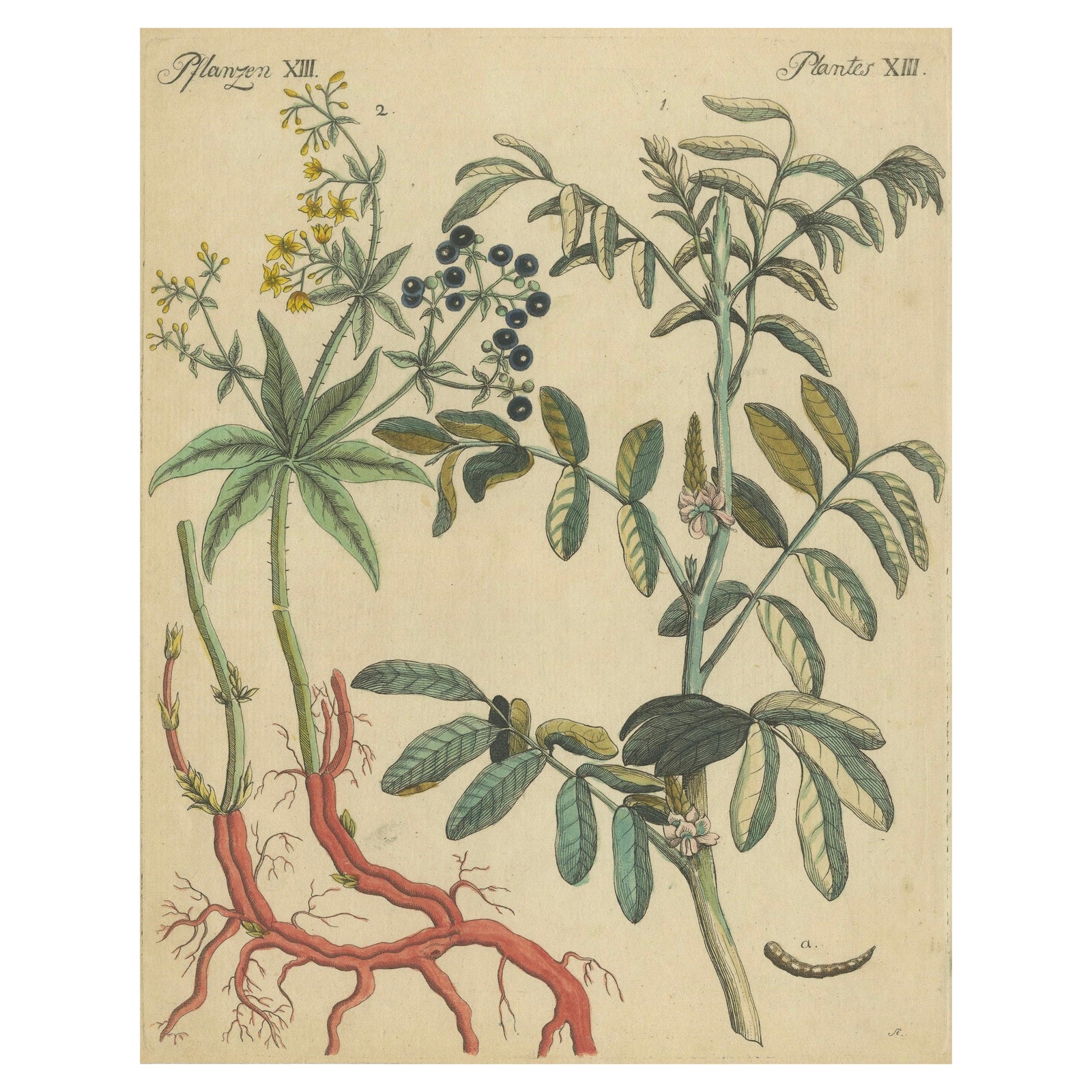 Antique Handcolored Engraving of Medicinal Plants, c.1800