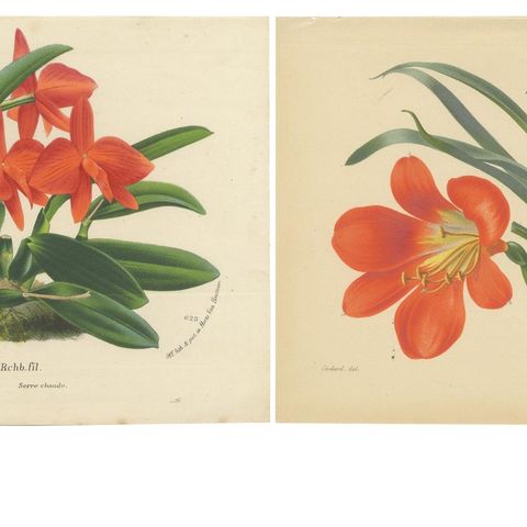 Vibrant Orchid and Clivia: A Botanical Duo from Van Houtte's Collection, c.1875, close-up 1