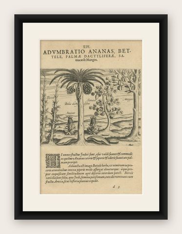 Cornucopia of India: Pineapples, Betel, Date Palms, Soursop, and Mangoes, 1601, shown framed