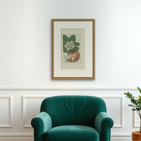 Antique Botany Print of Dillenia Indica by Buchoz, circa 1785, shown framed on a wall, true to size