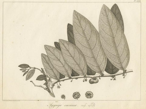 Antique Print of a Coccinea Plant Species by Symes '1800', view 3