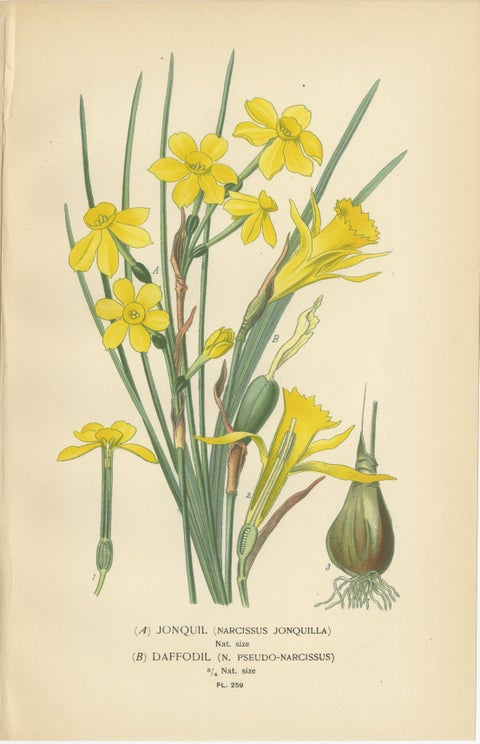 Antique Orchid and Flower Prints, Gladiolus, Jonquil, and Narcissus, 1897, view 3