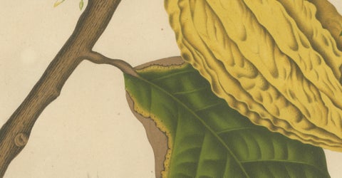 Antique White Cacao Botanical Chromolithograph by Hoola van Nooten, c. 1880, close-up 2