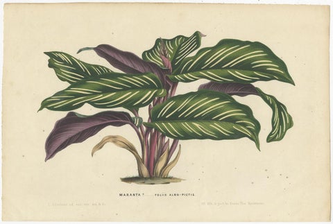 Set of 2 Antique Botany Prints of Maranta Plant Species by Van Houtte, '1848', view 3