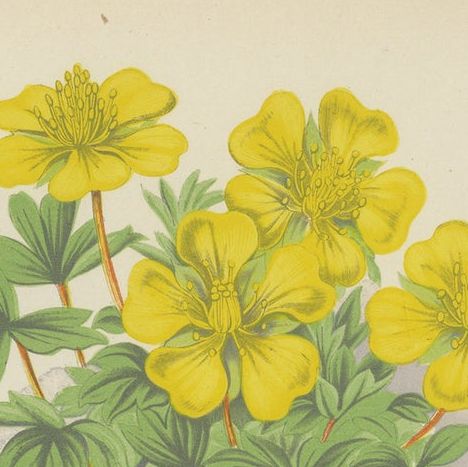 Yellow Cinquefoil and Rock Cranesbill, hand-coloured botanical print, 1874, close-up 6