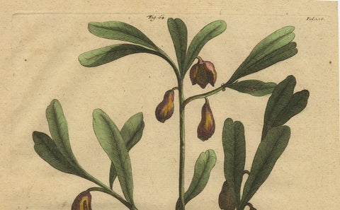 Botanical Illustration of Cardamom Plant (Cardamomum majus arborescens) , 1696, close-up 4