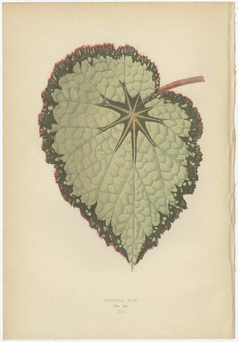 Set of 8 Botany Prints, Begonia Rex, Cissus Discolor '1891', view 8