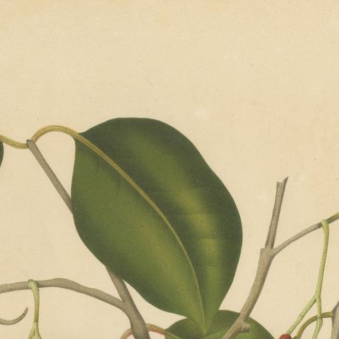 Antique Java Plum Botanical Chromolithograph by Hoola van Nooten, c. 1880, close-up 5