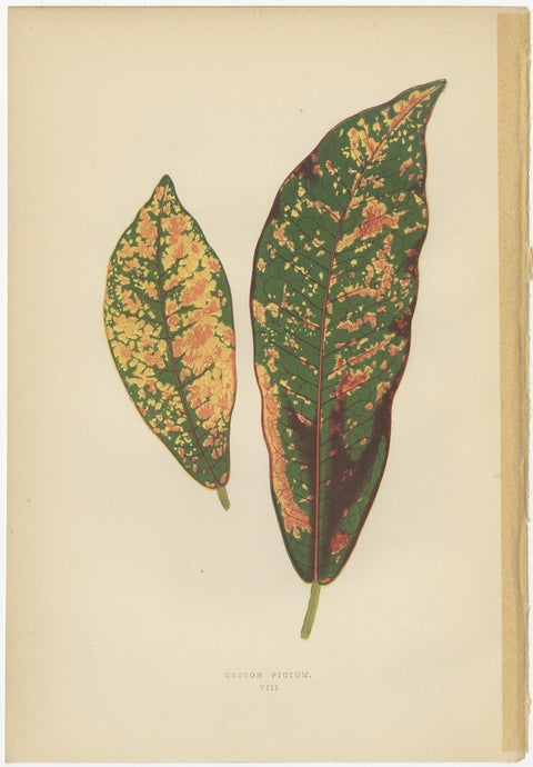 Set of 8 Botany Prints, Begonia Rex, Cissus Discolor '1891', view 4