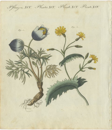 Botanical Print: Papaver and Hieracium Species from a Natural History Collection, view 2