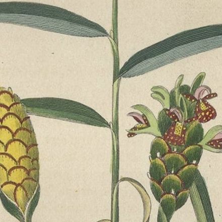 Exotic Botanicals Unveiled: The Ginger Plant in Art and Science, 1845, close-up 4