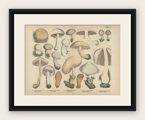 Agaricus Mushrooms, Antique Botanical Lithograph, German Mycology 1885, shown framed