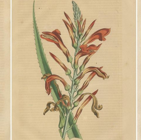 Botanical Rarities: Pristine Hand-Colored Engravings from 1845, close-up 1