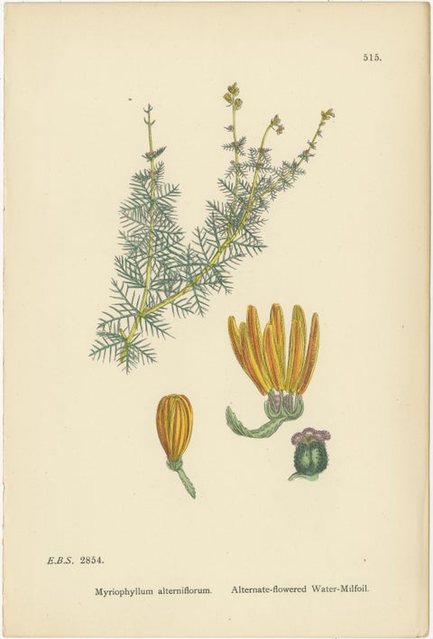 Botanical Engravings of Water-Milfoil, Mare’s-tail, and Red-Berried Bryony, 1902, view 2