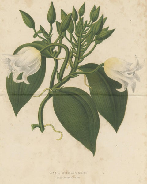 Antique Botanical Lithograph, Vanilla Guianensis, Suriname Orchid, 1856, close-up 1
