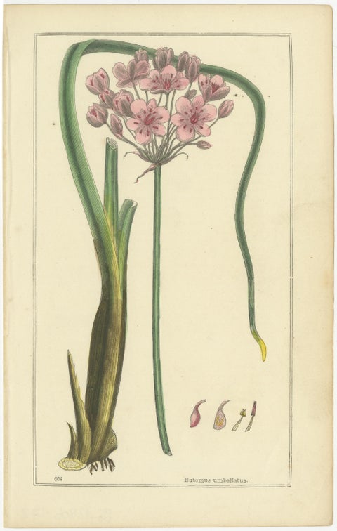 1871 Botanical Prints of Paeonia and Butomus from Tunbridge Wells Flora, view 3