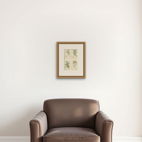 Antique Herb Botanical Prints, Soft Green Palette, Set of Four c.1902, shown framed on a wall, true to size