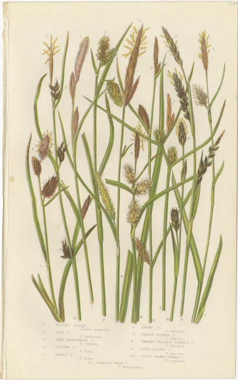 Hard Fern and Common Brake Fern Prints, Hand-Colored Botanical Engravings, 1873, view 3