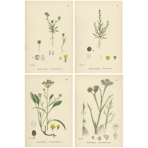 Antique English Botanical Interior Prints, Hare’s-ear & Water Dropwort, 1902