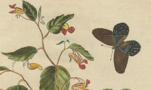 Exotic Wildflower with Butterflies, Rare Botanical Engraving by Meerburgh, 1775, close-up 2