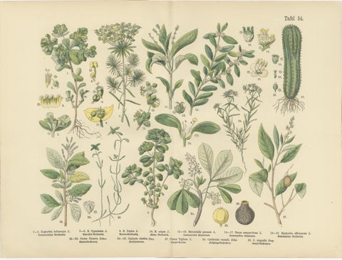 German Botanical Plates, Wildflowers & Medicinal Plants, Stuttgart c.1890, view 5